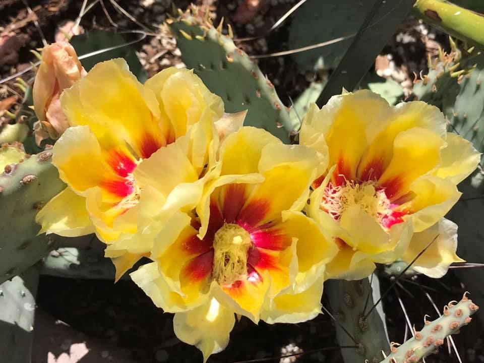 Cactus blooms